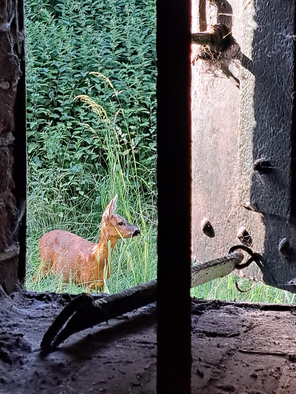 Ree tijdens rondleiding.jpg