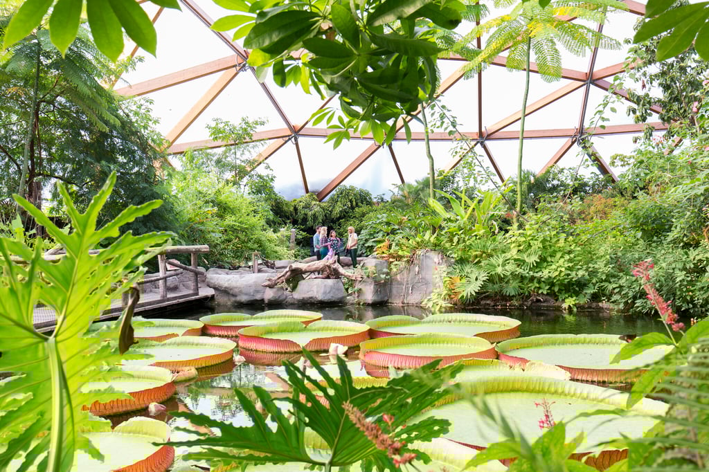 Amazonica-met-fig
