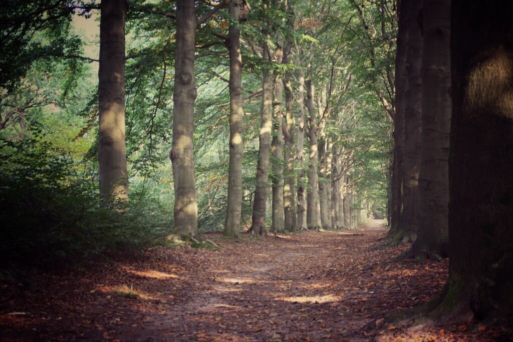 Bos Kasteel De Hooge Vuursche