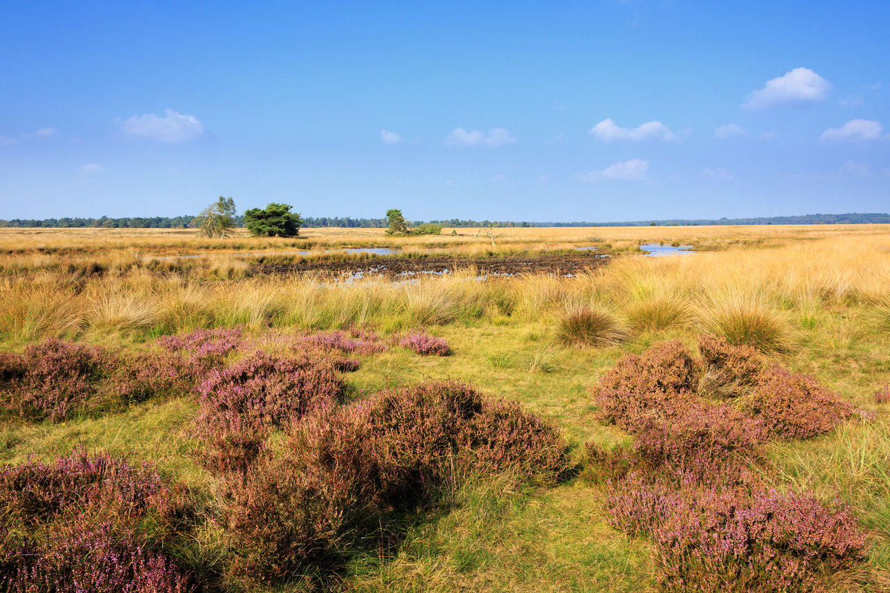 Heide_veld_bloei_lucht_blauw_Landschap_liggend_jurjen_drenth (2) (1).jpg